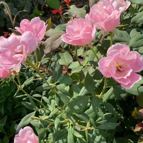 California rose (Rosa californica)-i