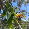 Florida butterfly orchid (Encyclia tampensis)-i