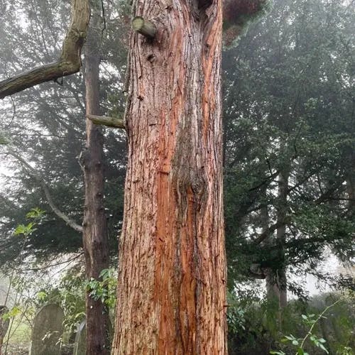 Sawara-cypress (Chamaecyparis pisifera)-i