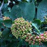 Mealytree (Viburnum lantana)-i