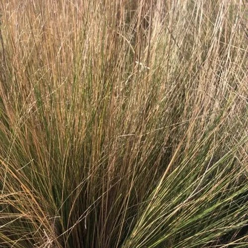Needle grass (Stipa lessingiana)-i