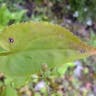 Heartleaf or common blue wood aster (Symphyotrichum cordifolium)-i