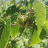 カツラ（桂） (Cercidiphyllum japonicum)-i