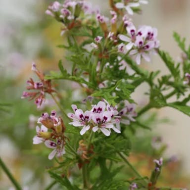 Mutifid-leaf pelargonium