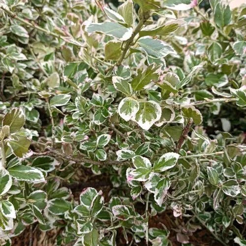 ツルマサキ（蔓柾） (Euonymus fortunei)-i