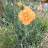 Spanish poppy (Papaver rupifragum)-i