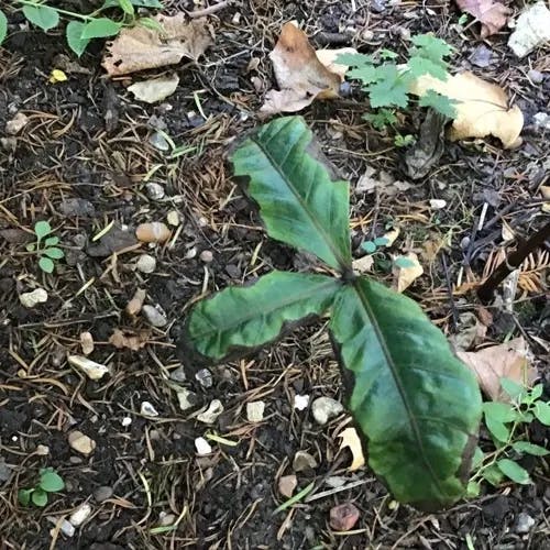 キビヒトリシズカ（吉備一人静） (Chloranthus fortunei)-i