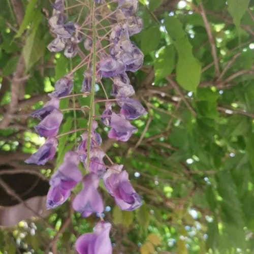 ヤマフジ（山藤） (Wisteria brachybotrys)-i