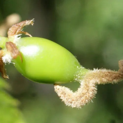 European hackberry (Celtis australis)-i