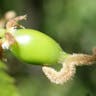 European hackberry (Celtis australis)-i