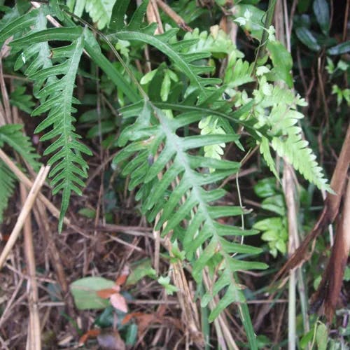 アマクサシダ（天草羊歯） (Pteris semipinnata)-i