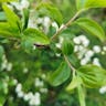 ニワザクラ（庭桜） (Prunus glandulosa)-i