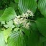 Alternate-leaf dogwood (Cornus alternifolia)-i