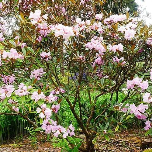 シャクナゲ（石楠花） (Rhododendron degronianum)-i