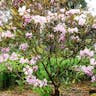 シャクナゲ（石楠花） (Rhododendron degronianum)-i