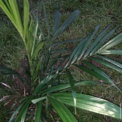 アブラヤシ（油椰子） (Elaeis guineensis)-i