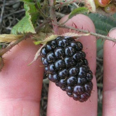 Pacific blackberry