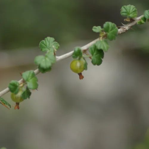 European gooseberry (Ribes uva-crispa)-i