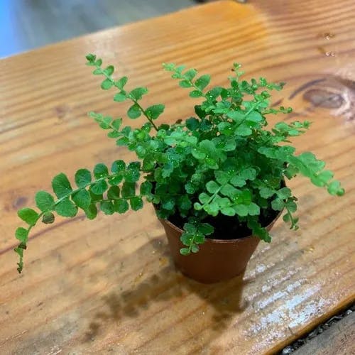 アオチャセンシダ（青茶筅シダ） (Asplenium viride)-i