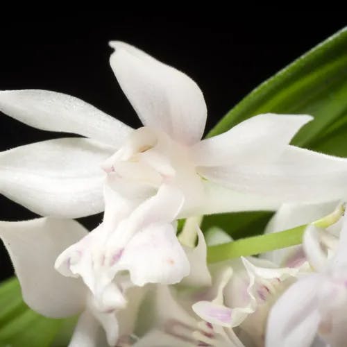 キリシマエビネ（霧島海老根） (Calanthe aristulifera)-i