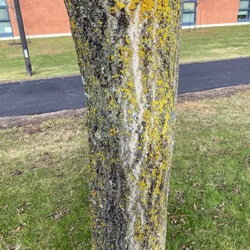 Chinese corktree (Phellodendron amurense)-i