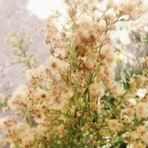 オオアレチノギク（大荒れ地野菊） (Erigeron sumatrensis)-i