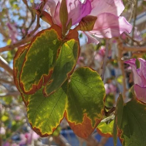 フイリソシンカ（斑入り蘇芯花） (Bauhinia variegata)-i