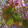 フイリソシンカ（斑入り蘇芯花） (Bauhinia variegata)-i