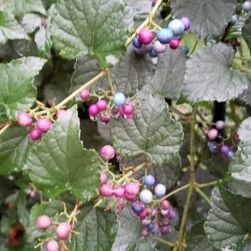 Amur peppervine (Ampelopsis glandulosa)-i