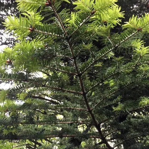 ウラジロモミ（裏白樅） (Abies homolepis)-i