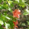 アケボノツツジ（曙躑躅） (Rhododendron pentaphyllum var. shikokianum)-i