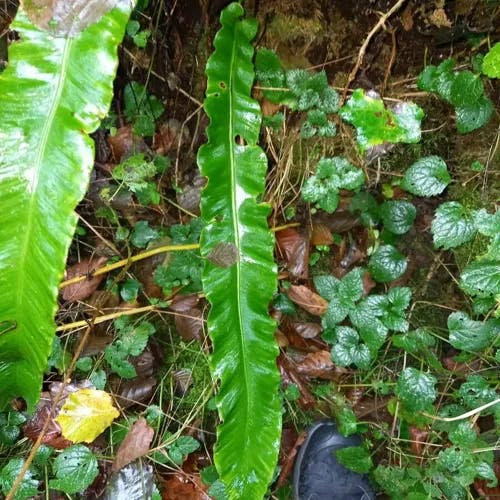 コタニワタリ（小谷渡） (Asplenium scolopendrium)-i