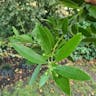 California-laurel (Umbellularia californica)-i