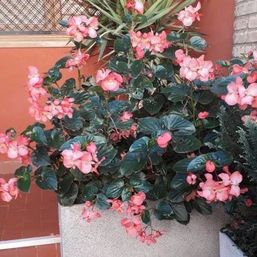 シキザキベゴニア（四季咲きベゴニア） (Begonia cucullata)-i