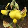 Rattlebox (Crotalaria retusa)-i