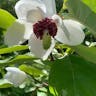 Oyama magnolia (Magnolia sieboldii)-i