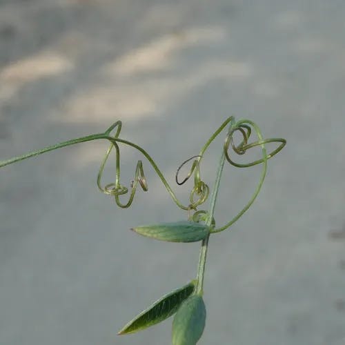 スズメノエンドウ（雀野豌豆） (Vicia hirsuta)-i