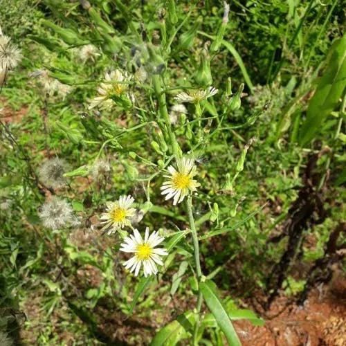 アキノノゲシ（秋野芥子） (Lactuca indica)-i