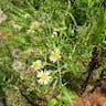 アキノノゲシ（秋野芥子） (Lactuca indica)-i