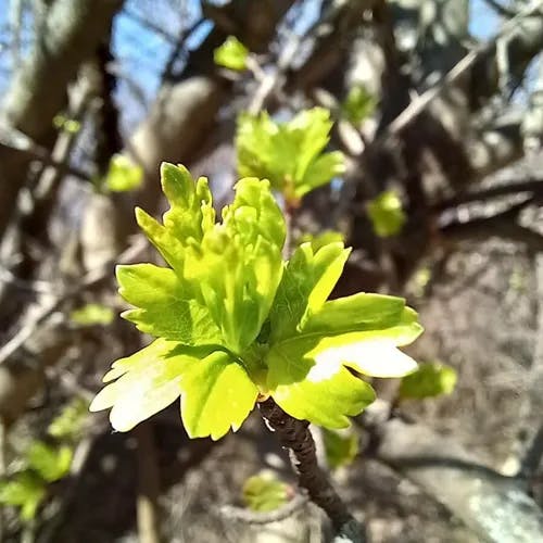 Alpine currant (Ribes alpinum)-i