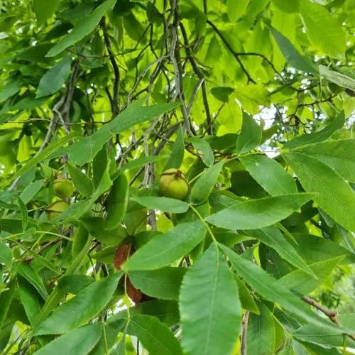 Bitternut (Carya cordiformis)-i