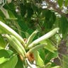 フイリソシンカ（斑入り蘇芯花） (Bauhinia variegata)-i