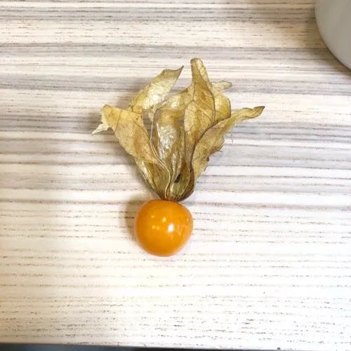 ブドウホオズキ（葡萄酸漿） (Physalis peruviana)-i