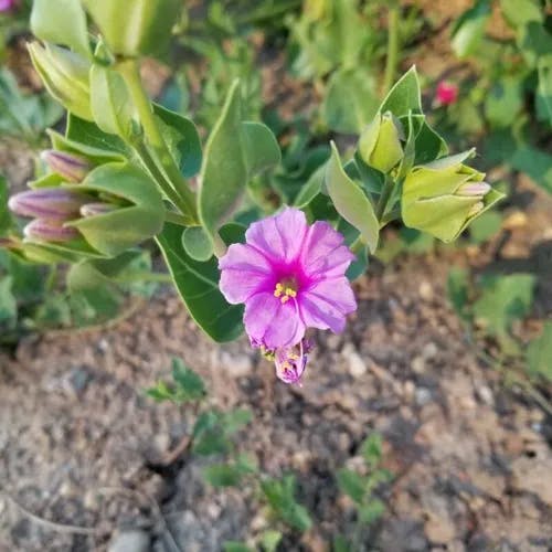 Froebel's four o'clock (Mirabilis multiflora)-i