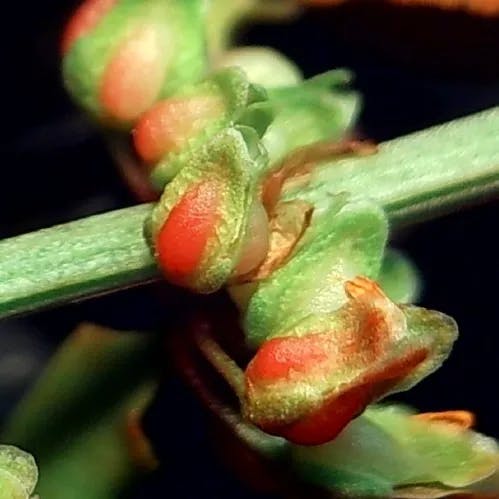 アレチギシギシ（荒地羊蹄） (Rumex conglomeratus)-i