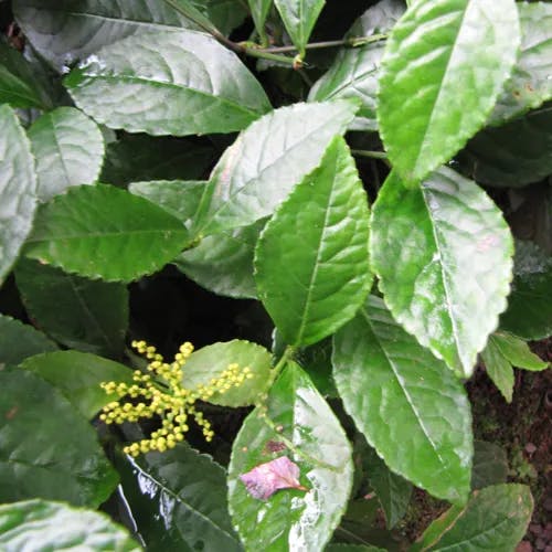 チャラン（茶蘭） (Chloranthus spicatus)-i