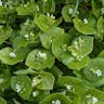 Cuban-spinach (Claytonia perfoliata)-i