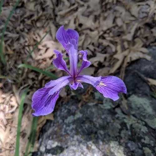 Marin iris (Iris douglasiana)-i