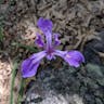 Marin iris (Iris douglasiana)-i