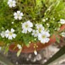 カスミソウ（霞草） (Gypsophila elegans)-i